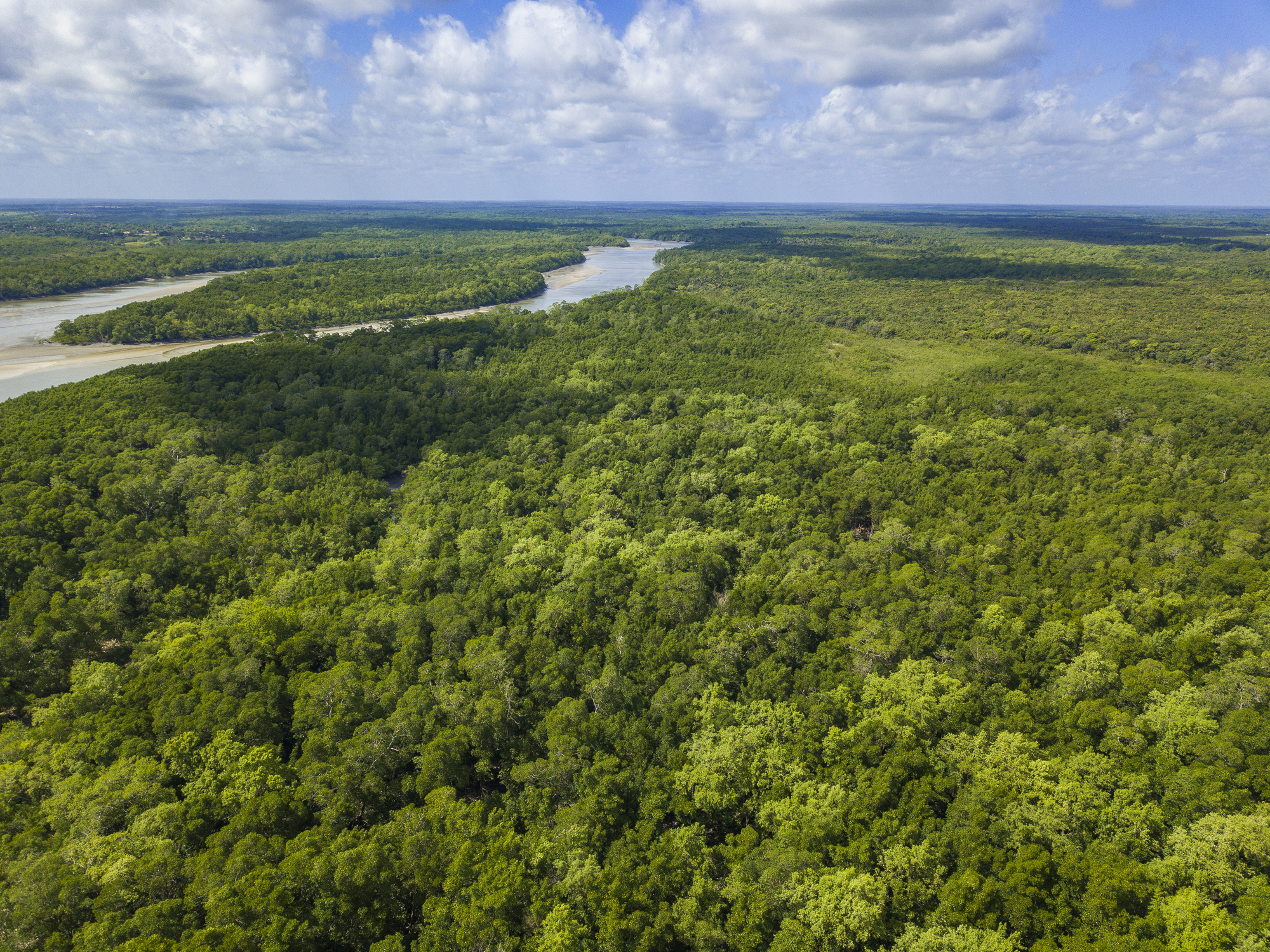 Amazon Rainforest – Aerial View