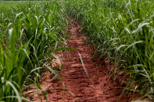 GLóRIA DE DOURADOS, MATO GROSSO DO SUL, BRAZIL - 2019/05/12: A Foot Path Seen In A Field Of Sugar Cane.
Brazil Became A Model Of Diversification Of The Use Of Sugar Cane As A Raw Material, Manufacturing Varied Products From The Plant.
Agriculture In Brazil Is One Of The Main Bases Of The Country's Economy. Agriculture Is An Activity That Is Part Of The Primary Sector Where The Land Is Cultivated And Harvested For Subsistence, Export Or Trade. (Photo By Rafael Henrique/SOPA Images/LightRocket Via Getty Images)